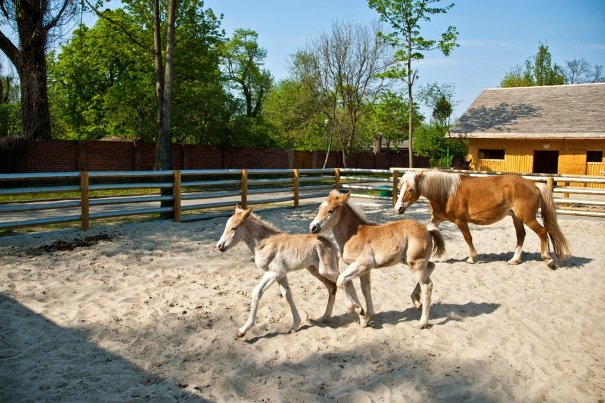 zoo wrocław